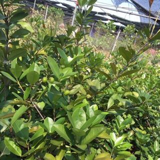 Cây giống chery brazil nhập khấu