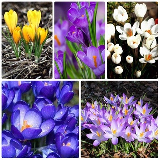 6 củ giống hoa nghệ tây nhiều màu KNS215