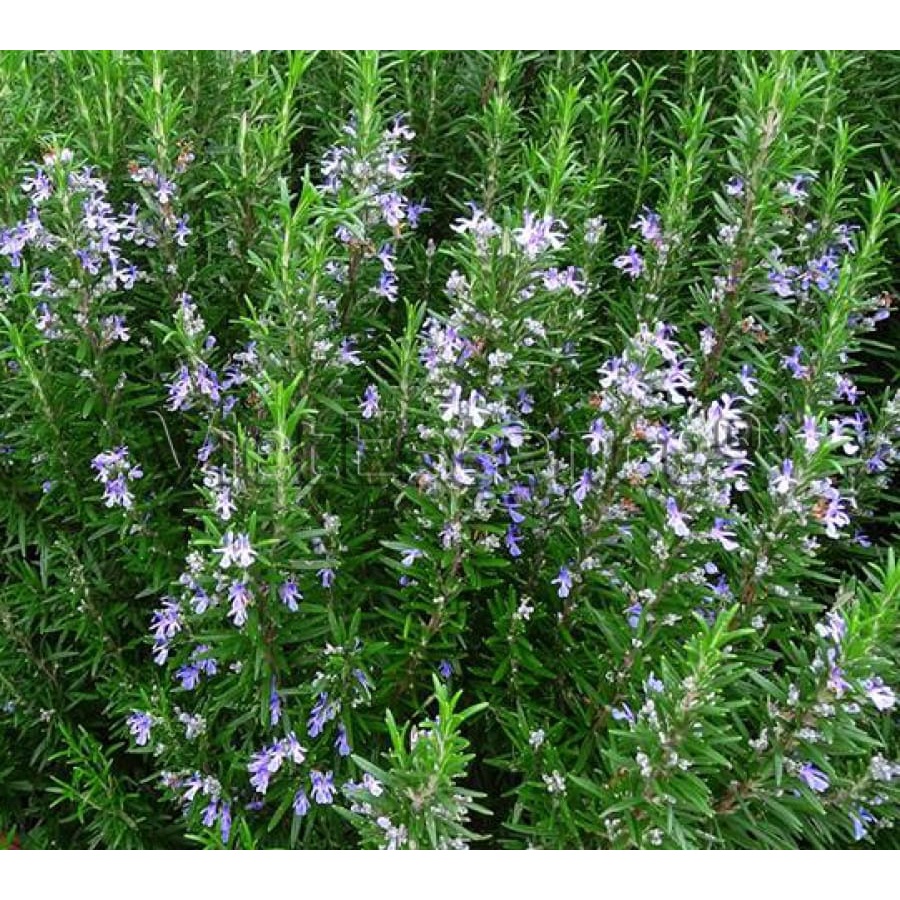 Hạt Giống Hoa Hương Thảo F1-Dễ trồng-Hoa nở đẹp-Tặng Kèm Hướng Dẫn Trồng