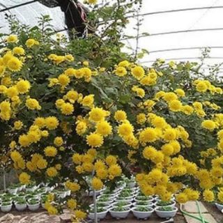 3 cây giống hoa cúc rủ
