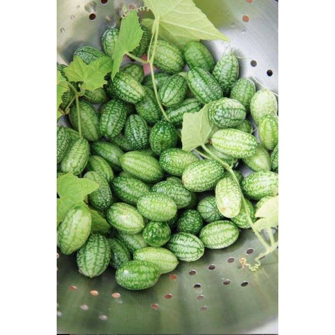 HẠT GIỐNG DƯA HẤU TÍ HON