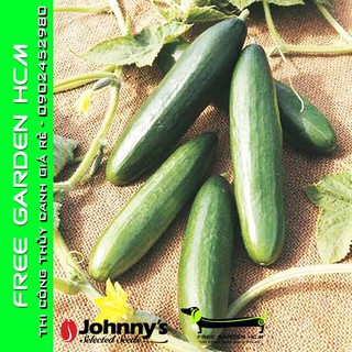COMBO 25 HẠT DƯA LEO (DƯA CHUỘT) DIVA - Johnny’s Seed – Mỹ