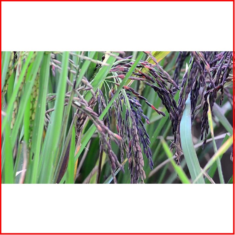 Gạo Lứt Tím Than Sóc Trăng