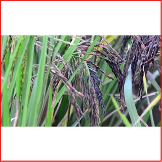 Gạo Lứt Tím Than Sóc Trăng [ Túi 2kg ] - NMOL