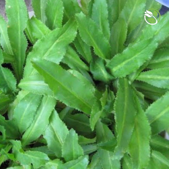 Hạt Giống Ngò Gai Phú Nông - Gói 5g - Eryngium