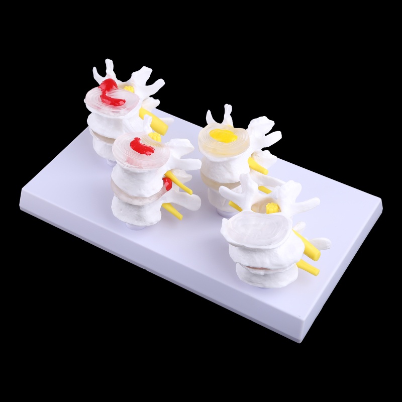 1 Bộ Mô Hình Tượng Người Giảng Dạy Y Tế