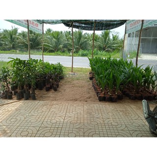 Mảng cầu xiêm