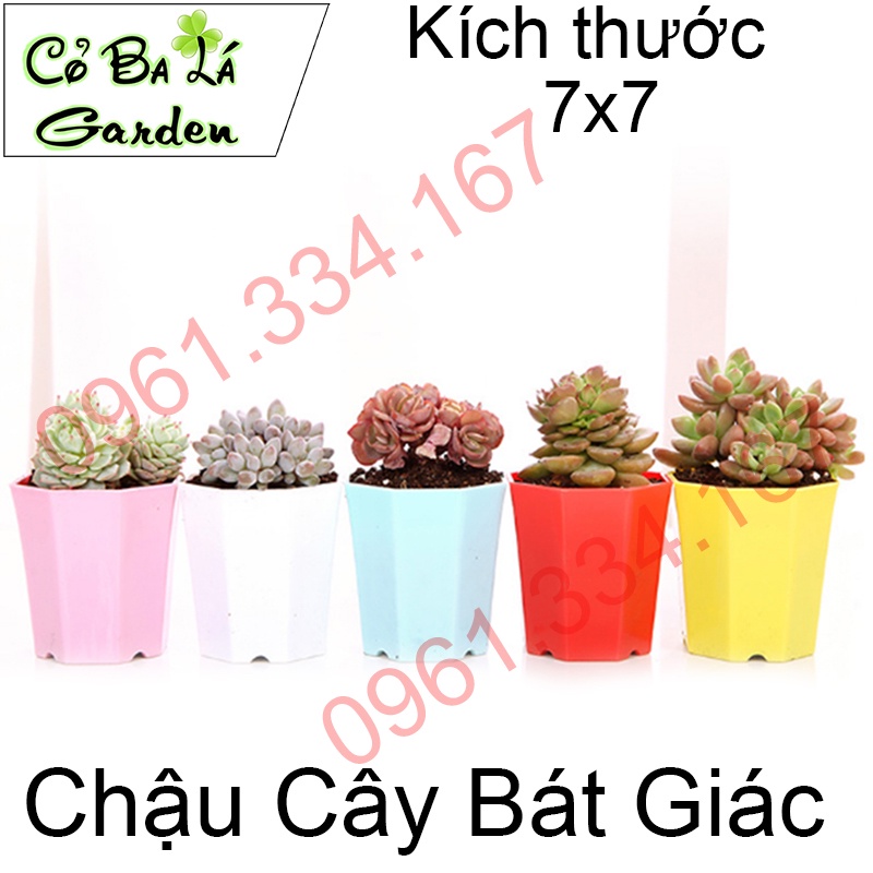 Chậu Nhựa Mini-Hình Bát Giác-trồng sen đá,xương rồng