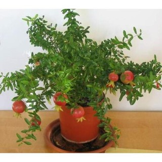 Hạt giống Lựu đỏ lùn (15 hạt)