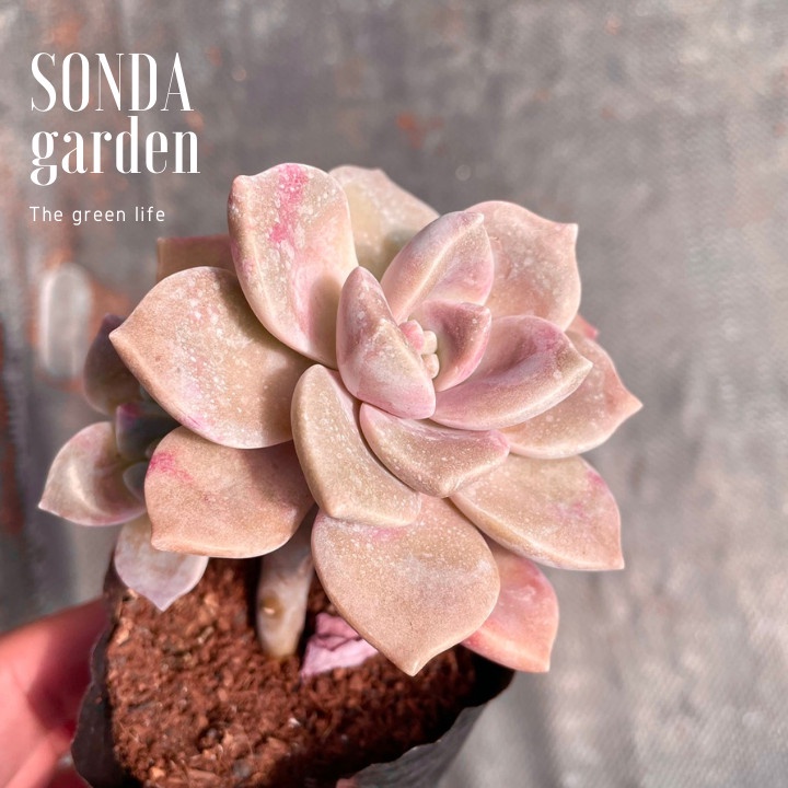 Sen đá hồng mập SONDA GARDEN size bé 5-8cm, xuất xứ Đà Lạt, khoẻ đẹp, lỗi 1 đổi 1