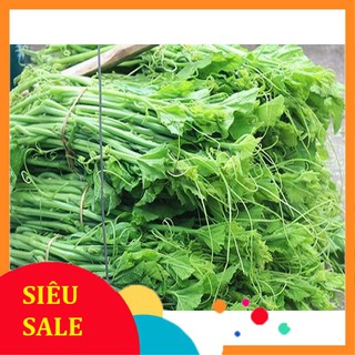 10g Hạt giống Bí Siêu Đọt Và Bông (tặng gói kích nẩy mầm và hướng dẫn) VIETPHAT