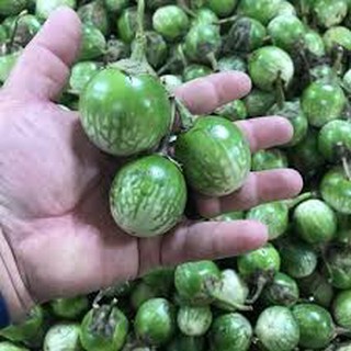 Hạt Giống Cà Da Ếch Thịt dày, ăn giòn