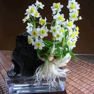 Củ hoa thủy tiên nước trồng tết