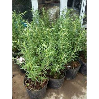 Cây hương thảo cực thơm