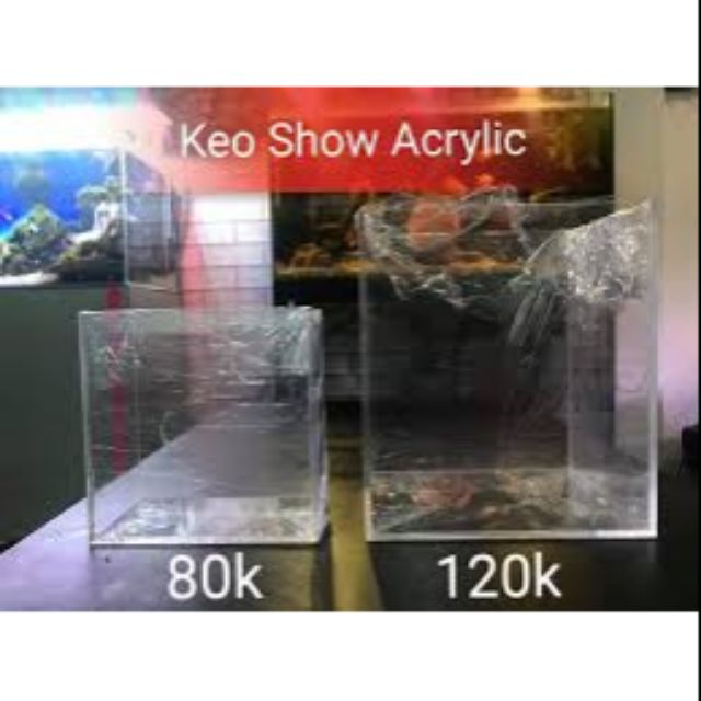 Hồ show cá acrylic