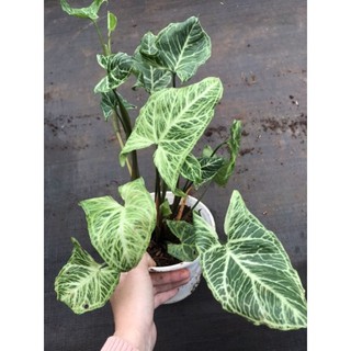 chậu Trầu bà trắng