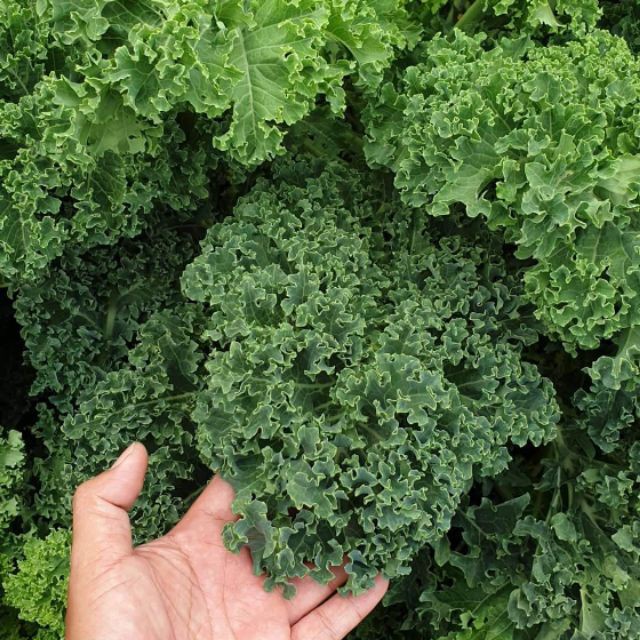 Hạt Giống Cải Xoăn Kale Dễ Trồng, Năng Suất Cao