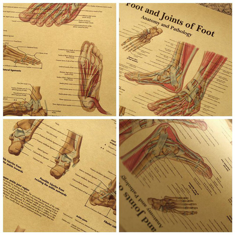 Tranh dán tường bằng vải bố hình giải phẫu bàn chân dành cho lớp y học/văn phòng bác sĩ