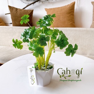 Cây Giả - Cây Cỏ May Mắn