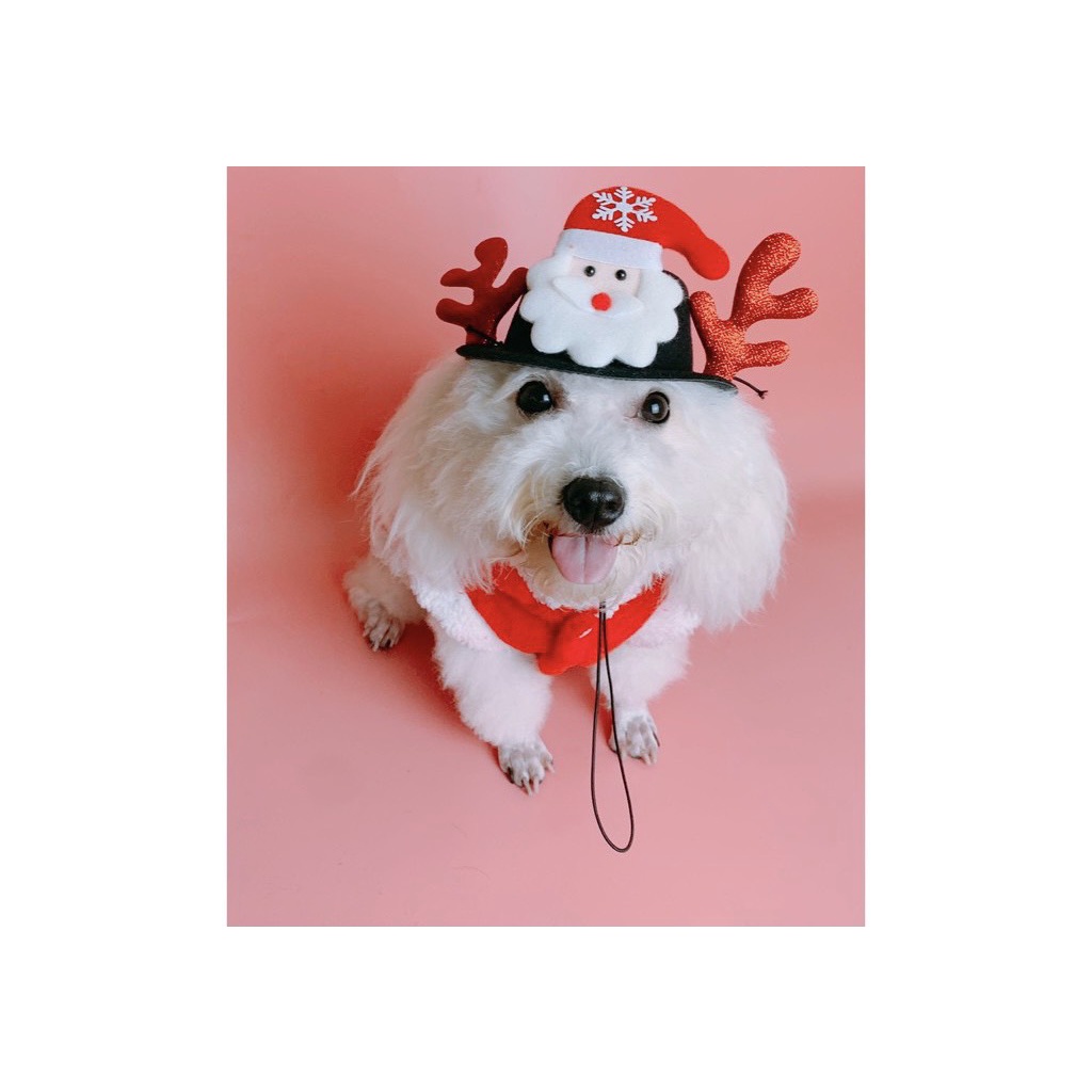 Mũ noel cho chó mèo. Mũ nón cho chó mèo