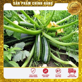 Combo 20 Hạt Bí ngồi Xanh + Vàng
