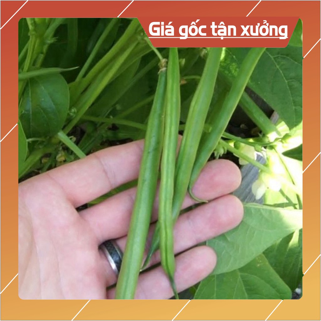 Hạt Giống Đậu Cove Bụi Lùn (Hàng Loại 1)