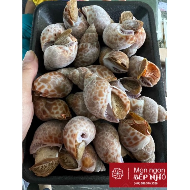 Ốc Hương size Trung ( 20-22c/khay 500gr) -giao hàng 40p