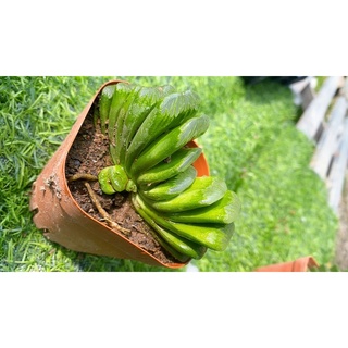 Sen Đá Haworthia Truncata