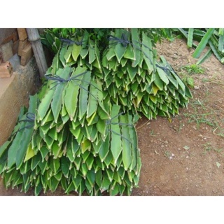 2 cành giống thanh long tím hồng