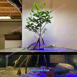 Cây Thủy Sinh -Trái Đước - Biotope -thủy sinh độc lạ