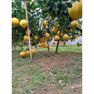 Tinh dầu bưởi chùm Mộc Mây