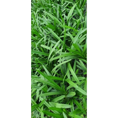 Kiếm Tiên Vũ/ Lô Hội F10