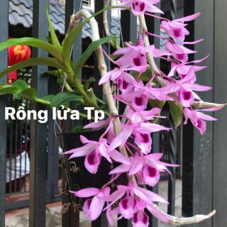 Combo bốn loại phi điệp giống