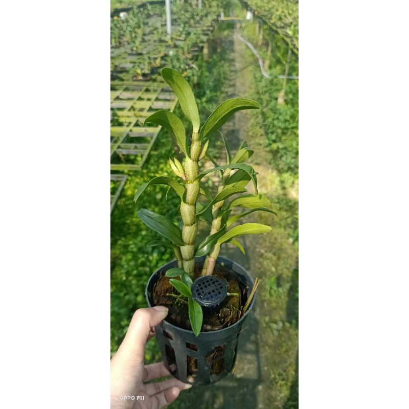 Lan Dambri hoa trắng lưỡi cam