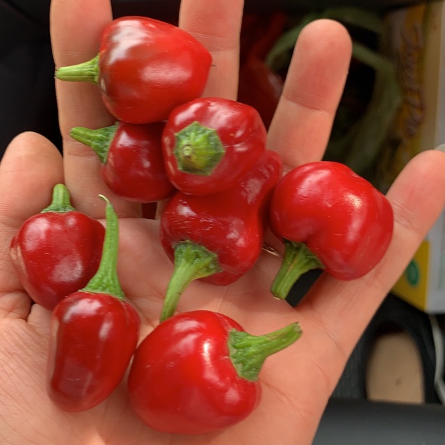 Cây giống và Hạt giống ớt siêu cay Habanero đỏ