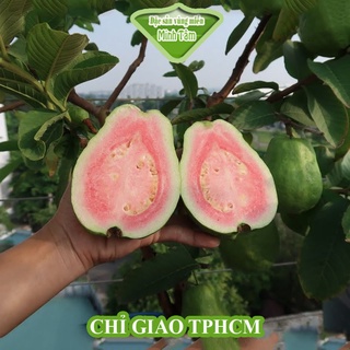 Ổi TRÂN CHÂU RUỘT ĐỎ [CHỈ GIAO HCM]
