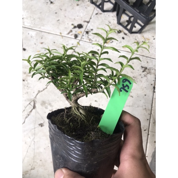 Mai chiếu thuỷ bonsai mini