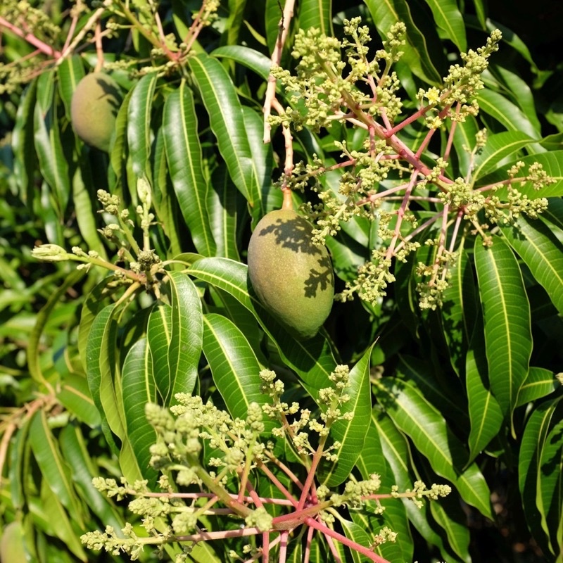 Phân Bón Siêu Lân 10-60-10+TE, gói 1kg, tạo mầm hoa, Kích ra hoa lan, kéo đọt