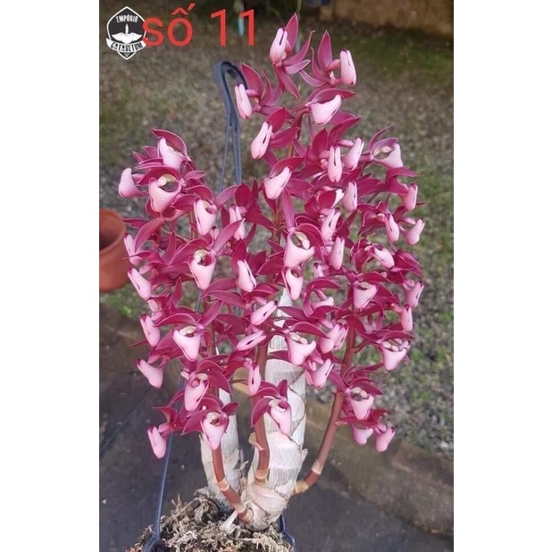 Hoa Lan thiên Nga đột biến
