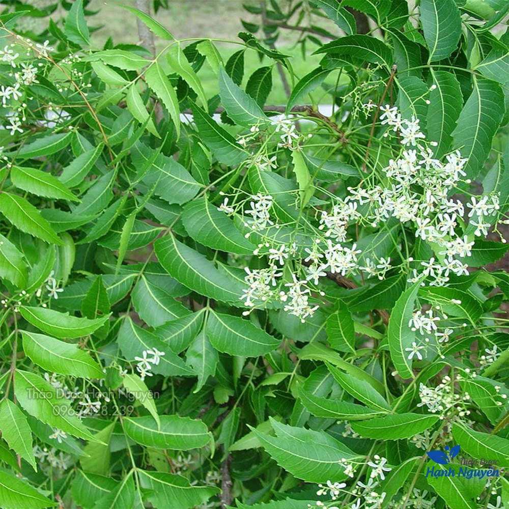 Lá neem khô Ấn Độ 1kg (Lá xoan kháng khuẩn, ổn định đường huyết) - Thảo Dược Hạnh Nguyên
