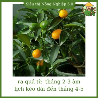 Cây giống quất đường F1, giống quất đường đại học Nông Nghiệp, cây quất ngọt cao 50cm -60cm, giống quất siêu quả
