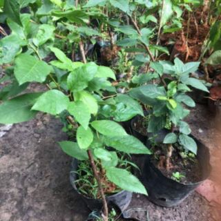 Cây Cherry mỹ trồng được trên đất việt nam