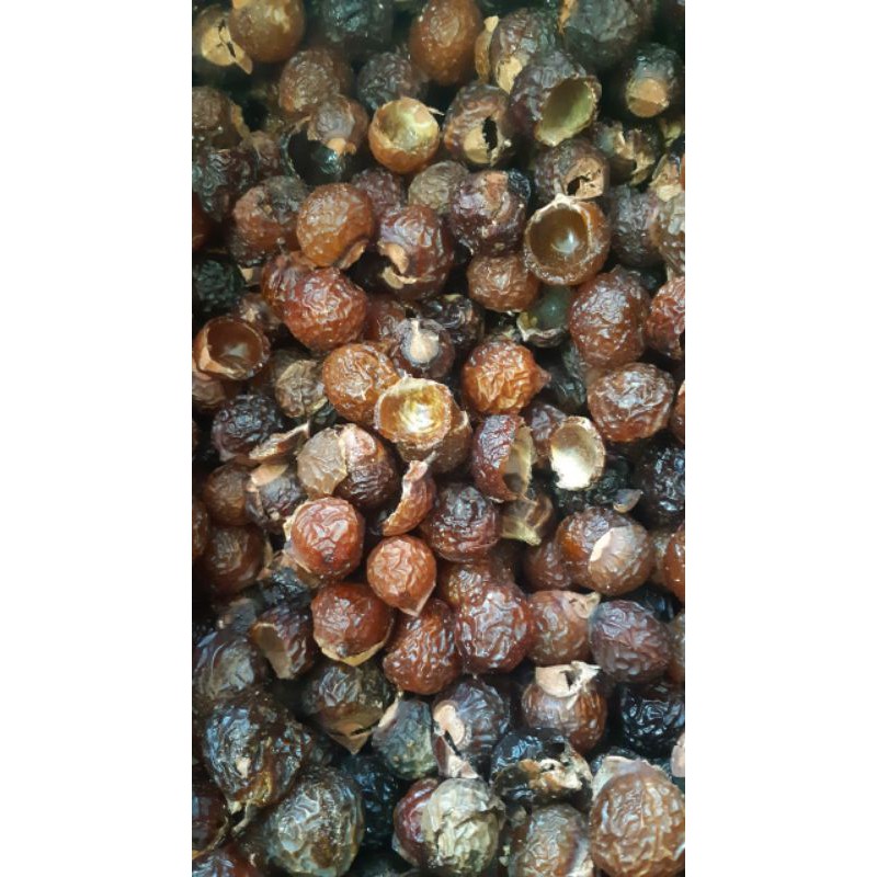 Quả bồ hòn khô tách hạt 51k1 kg | BigBuy360 - bigbuy360.vn
