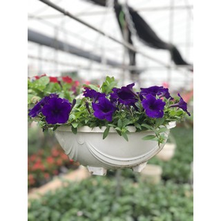 Hoa Dạ Yến Thảo và cây giống