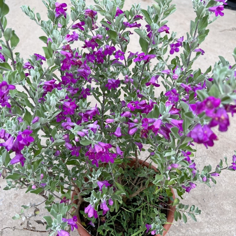 Cây tuyết sơn phi hồ cao 40-45cm, cây hoa cảnh nở quanh năm, trồng trang trí sân vườn, ban công