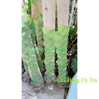 Cây Thằn Lằn(tắc kè) cao 70cm