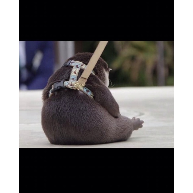 Rái Cá Bông 🦦 || Len Móc Thủ Công || Quà Tặng Đáng Yêu || Monua.stuff 🦀