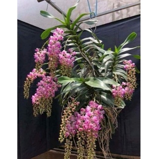 Lan giáng hương cửu bảo tiên