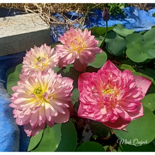 Củ sen Red rosy