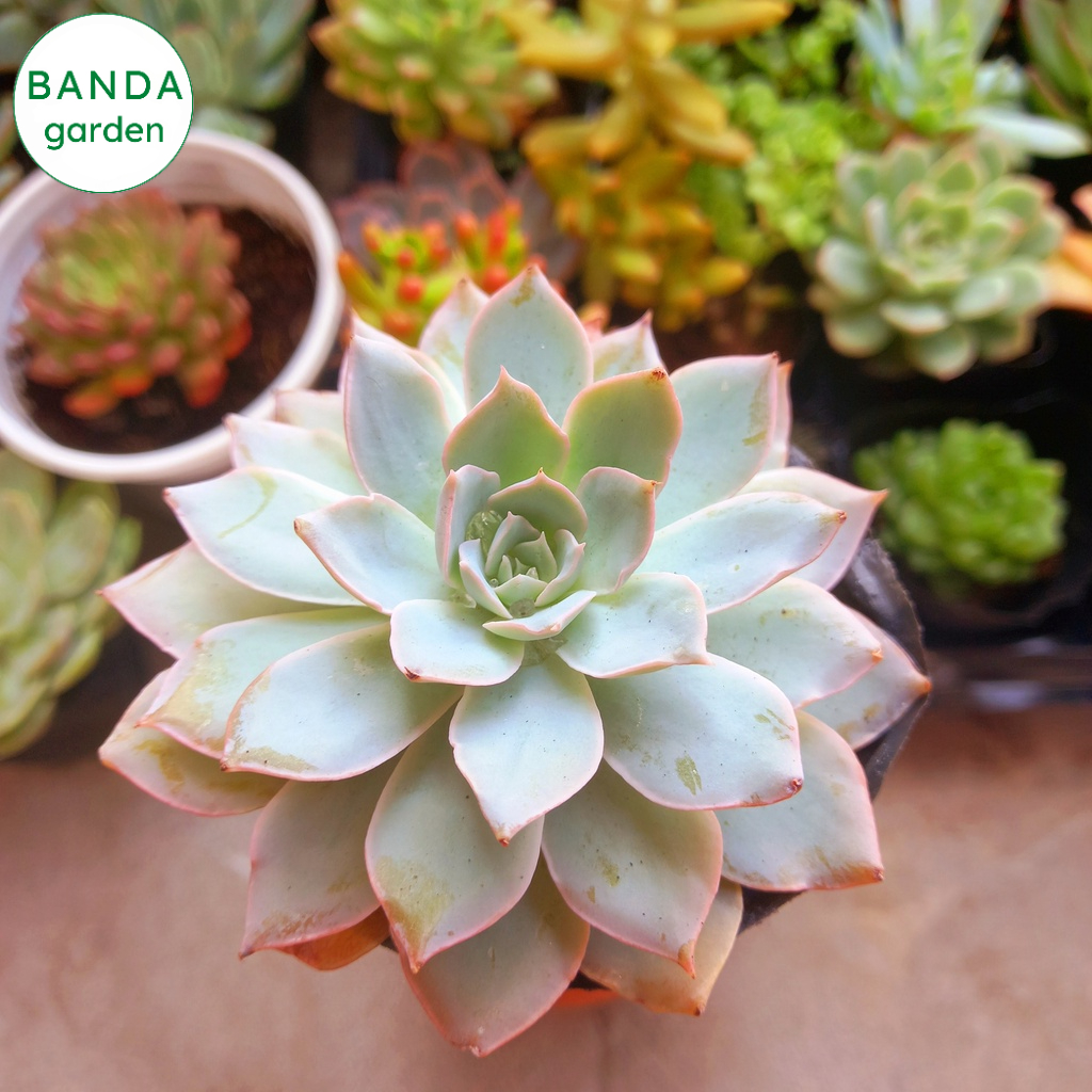 Sen đá ngọc trinh BANDA garden size nhỏ 5-8 cm, xuất xứ Đà Lạt, khoẻ đẹp, lỗi 1 đổi 1